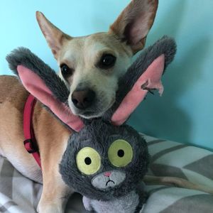 Meet your Posher, Jam